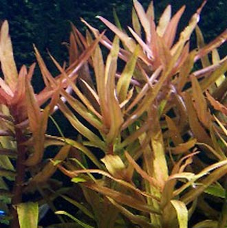 Ammannia gracilis